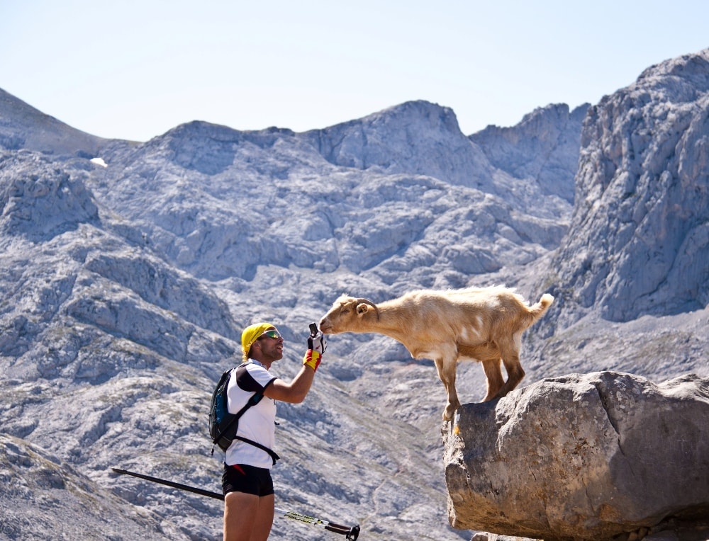asturias spain hiking mountains wild goat spectacular nature