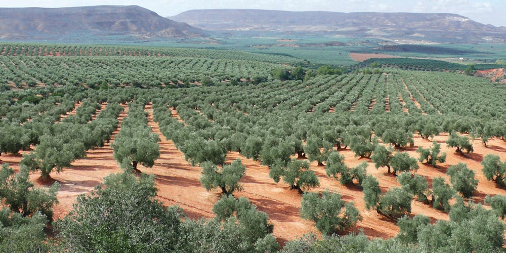olive oil is the best in spain reasons and facts to live and love real estate in andalusia malaga sevilla casafari blog