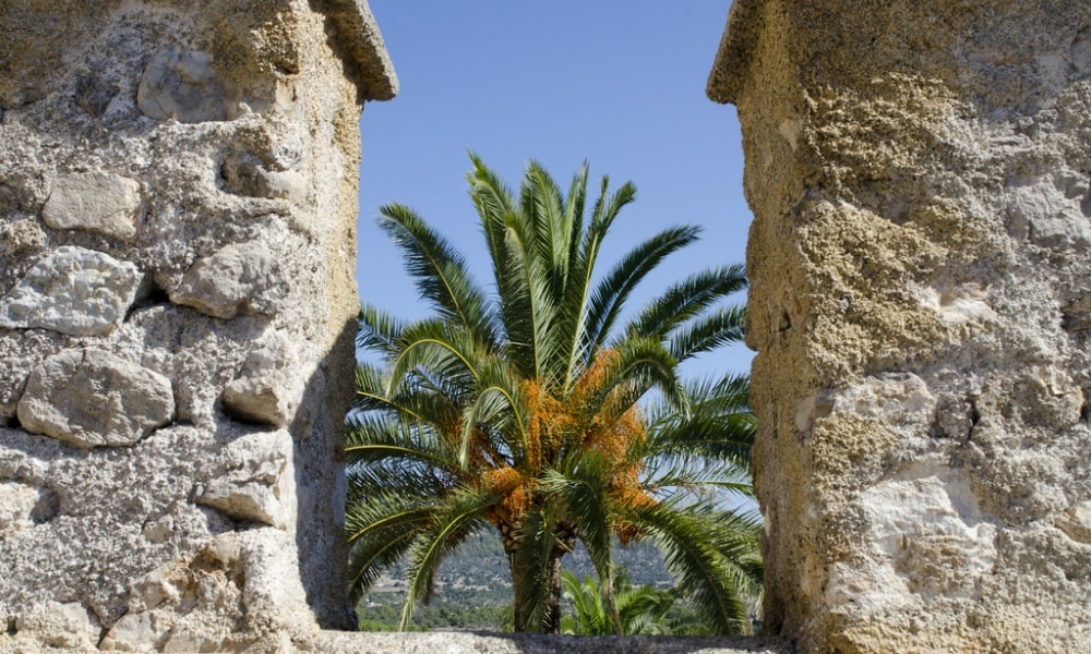 palm trees arta mallorca