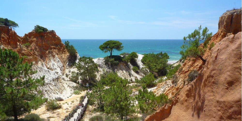 pine forest in albufeira property guide by casafari algarve portugal