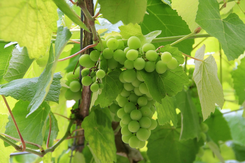 Parreiras de uva verde em Amarante, Portugal